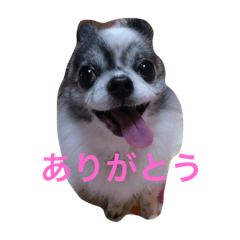 chihuahua namuchan