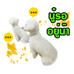 pea&huay naughty dog