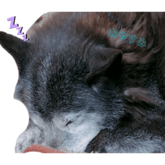 愛犬柴