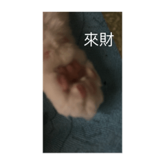 Candy_20250331212008