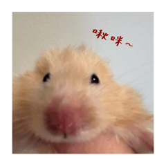 Mr.Poppy_20250827165746