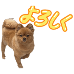 〜可愛いポメラニアンのスタンプ〜