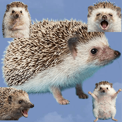 BIG! ハリネズミ　実写