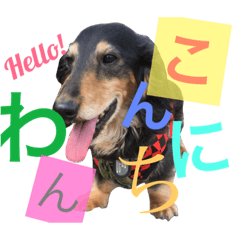 DOG Dachshund Sticker