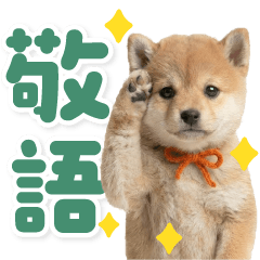 BIG♪赤ちゃん柴犬の敬語＆日常スタンプ