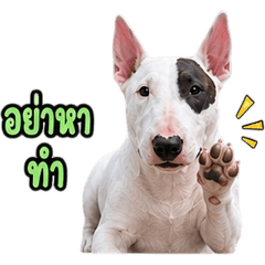 Cute Bull Terrier V.5