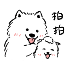 A healing Samoyed.