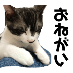 うちのねこちゃん(子猫)