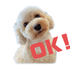 わたしのトイプードルちゃん♪♪