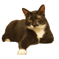 Puzzled Cat