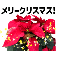 *花*クリスマス