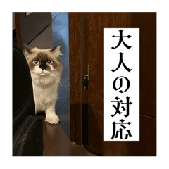 みるくと暮らすスタンプ3