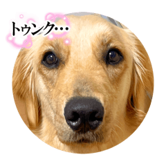 ゴールデンレトリバーのユキちゃん1