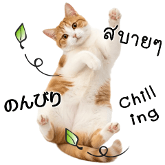 毎日ニャンコ #1