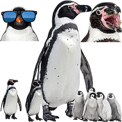 BIG! ペンギン　実写