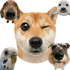 BIG!　魚眼レンズで撮った動物たち