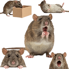 BIG! ドブネズミ　実写