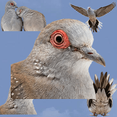 ウスユキバト　実写