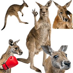 BIG!   カンガルー　実写