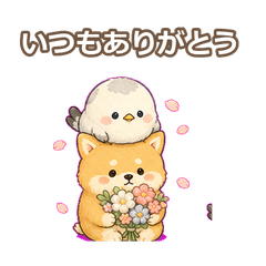 シマシバ！