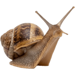 カタツムリ　実写