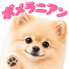 とびだす★ポメラニアン★いぬ 犬 子犬