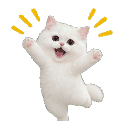 動く！リアル白猫の毎日（文字なし）