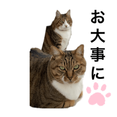 トラとキキ2