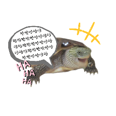 Two turtles of gwuan