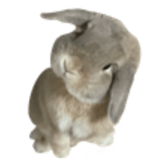 Rabbit mufumufu
