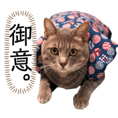 サバトラ猫ぎんちゃんの日常スタンプ