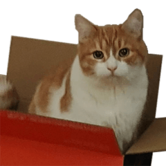 Red Box Cat