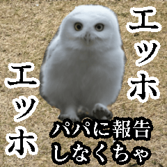 すごく使えるフクロウ【可愛い・面白い】