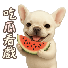 My French Bulldog Life