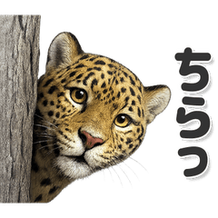 毎日使いやすい！ジャガー