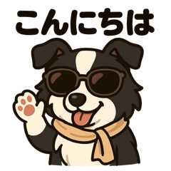 セレブなボーダーコリー