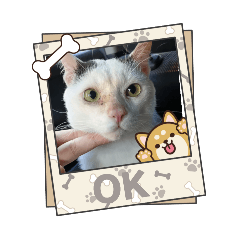 araya_20260117073204