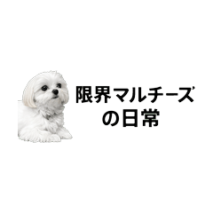 限界マルチーズの日常（ゆるシュール）