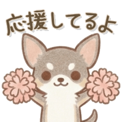まろ眉チワワ【大人のやさしい気遣い】