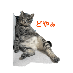 うちのニャンズ☆☆☆