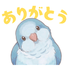 オキナインコ【ブルー】