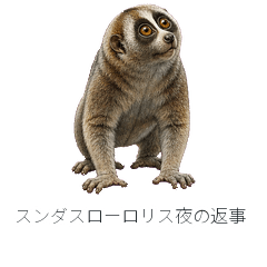 スンダスローロリス夜の返事