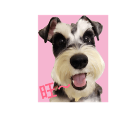 Schnauzer, Milk Tea Chang