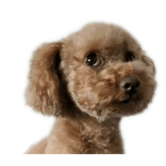 LisaWang_20221108020759