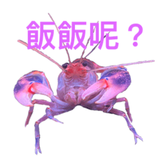 cute crayfish