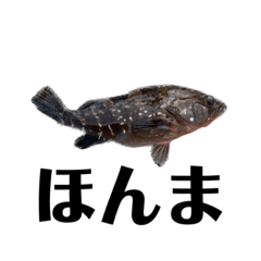 キジハタ　雉羽太　アコウ　アコ　高級魚