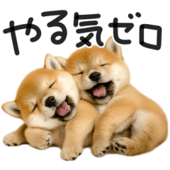 やる気ゼロ♡わんこ