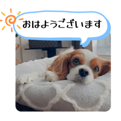 キャバリアまる子のスタンプ