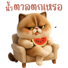 Milk Tea - Cute Fat Cat 2