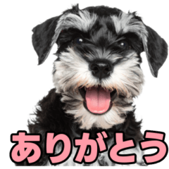 毎日使える！！ミニチュアシュナウザー